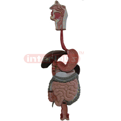 Interlab? Digestive System, Natural Size